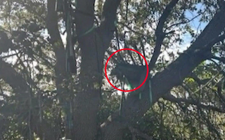 The hunting stand had a clear line of sight to presidential plane